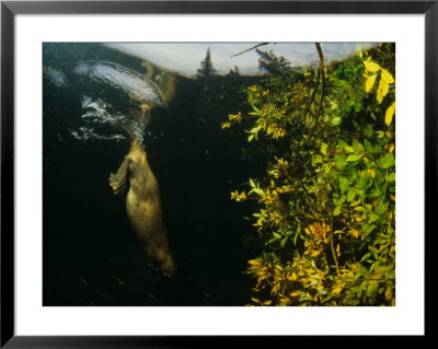Beaver Diving Near Food Cache, Alaska by Michael S. Quinton Pricing Limited Edition Print image
