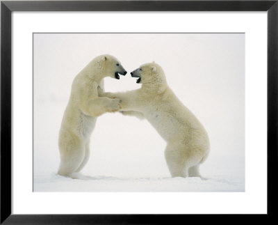 A Pair Of Polar Bears Engaged In A Sparring Match by Norbert Rosing Pricing Limited Edition Print image