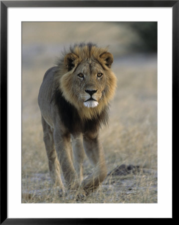 Lion (Panthera Leo), Chobe National Park, Savuti, Botswana, Africa by Thorsten Milse Pricing Limited Edition Print image