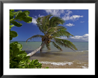 Palm Tree Touching The Ocean, Molokai, Hawaii by David B. Fleetham Pricing Limited Edition Print image