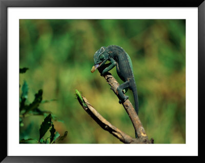 Chameleon Hunting An Insect by Beverly Joubert Pricing Limited Edition Print image