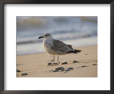 Seagull On The Beach by Todd Gipstein Pricing Limited Edition Print image