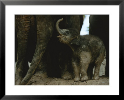Close View Of Captive Baby Asian Elephant by Michael Nichols Pricing Limited Edition Print image