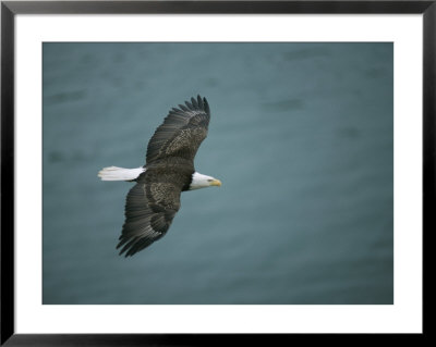 An American Bald Eagle, Haliaeetus Leucocephalus, Flying Over Water by Tom Murphy Pricing Limited Edition Print image
