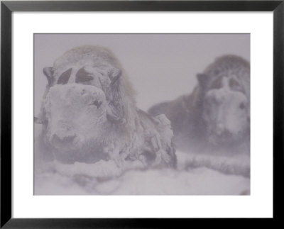 Two Musk Oxen (Ovibos Moschatus) Lie Covered In Ice And Snow by Norbert Rosing Pricing Limited Edition Print image
