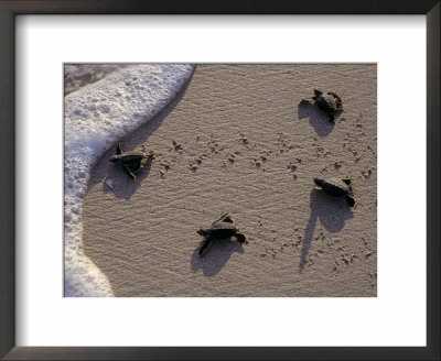 Endangered Greenback Turtle Hatchlings Entering The Sea, Yucatan, Mexico by Kenneth Garrett Pricing Limited Edition Print image