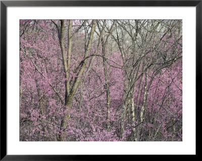 Redbud Trees In Springtime Bloom, Shenandoah Valley, Virginia by Skip Brown Pricing Limited Edition Print image