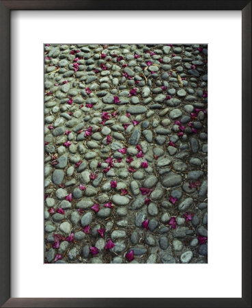 Flower-Strewn Cobblestones by Sam Abell Pricing Limited Edition Print image