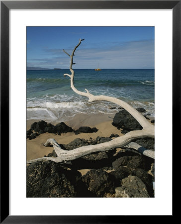 A Tree Branch Juts Out Over A Beach Along The West Coast Of Maui by Marc Moritsch Pricing Limited Edition Print image