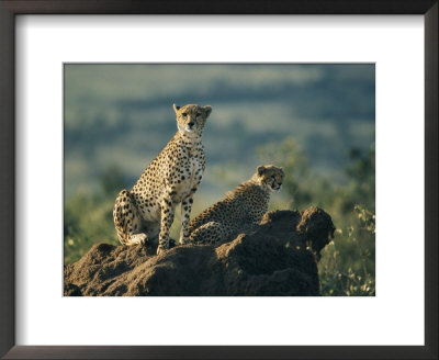 Two African Cheetahs Perched On A Rock by Michael S. Lewis Pricing Limited Edition Print image