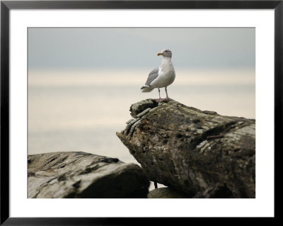 Seagull, Vancouver, British Columbia, Canada by Keith Levit Pricing Limited Edition Print image