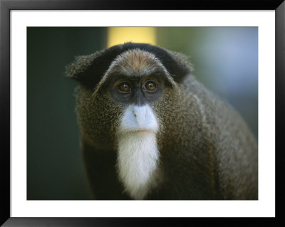A Portrait Of A Debrazzas Monkey by Joel Sartore Pricing Limited Edition Print image