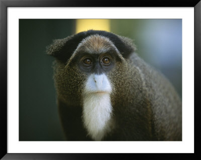 A Portrait Of A Debrazzas Monkey by Joel Sartore Pricing Limited Edition Print image