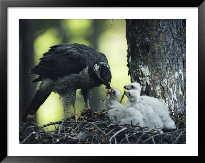 A Northern Goshawk Feeds Its Scrawny White Chicks by Michael S. Quinton Pricing Limited Edition Print image