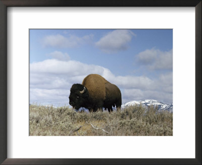 A Magnificent American Bison Bull Under A Soft Blue Sky by Dr. Maurice G. Hornocker Pricing Limited Edition Print image