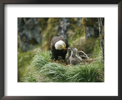 An American Bald Eagle Feeds Its Young by Klaus Nigge Pricing Limited Edition Print image