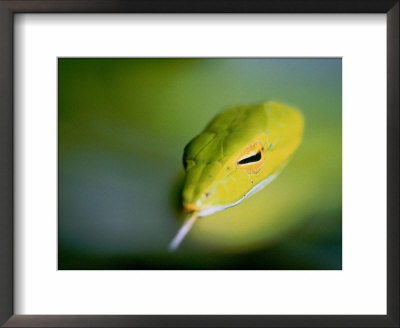 A Rain Forest Whipsnake, Swimming With His Tongue Out by Mattias Klum Pricing Limited Edition Print image