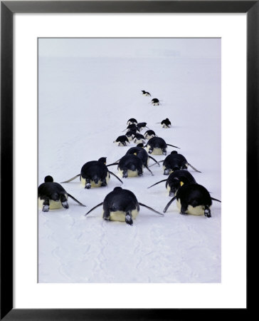 Emperor Penguins, Aptenodytes Forsteri, Tobogan On Their Bellies by Bill Curtsinger Pricing Limited Edition Print image