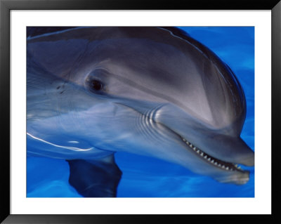 Close-Up Of A Dolphin, Loro Parque, Puerto De La Cruz, Tenerife, Canary Islands, Spain by Marco Simoni Pricing Limited Edition Print image