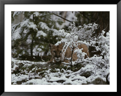 Mountain Lion Stalks Prey In A Snowy Landscape by Jim And Jamie Dutcher Pricing Limited Edition Print image