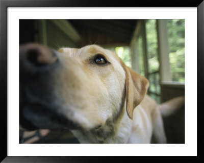 A Close View Of A Yellow Labrador Retriever by Heather Perry Pricing Limited Edition Print image