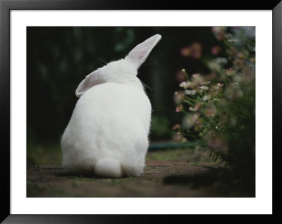 Rear View Of White Rabbit In Garden by Jason Edwards Pricing Limited Edition Print image