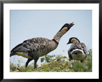 A Pair Of Hawaiian Or Nene Geese by Chris Johns Pricing Limited Edition Print image