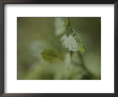 A Close View Of A Drop Of Water On A Leaf by Roy Gumpel Pricing Limited Edition Print image