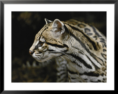 An Ocelot by Jason Edwards Pricing Limited Edition Print image