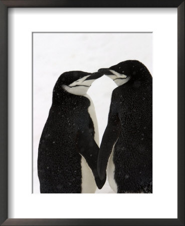 A Pair Of Chin Strap Penguins Rub Beaks by Ralph Lee Hopkins Pricing Limited Edition Print image
