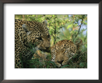 Leopards Nuzzle In The Heat Of The Day by Kim Wolhuter Pricing Limited Edition Print image