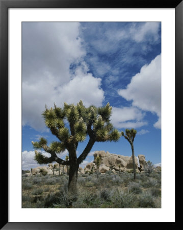 A View Of Joshua Trees And Rock Formations In Joshua Tree National Park by Marc Moritsch Pricing Limited Edition Print image