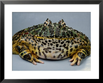 An Ornate Horned Frog by George Grall Pricing Limited Edition Print image