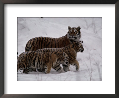 Siberian Tigers (Panthera Tigris Altaica) In The Snow by Michael Nichols Pricing Limited Edition Print image