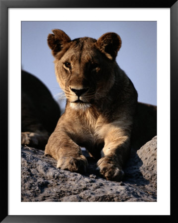 A Portrait Of A Female African Lion by Chris Johns Pricing Limited Edition Print image