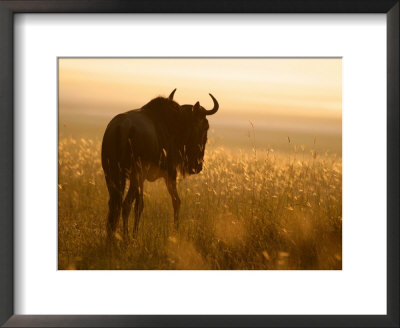 A Blue Wildebeest In A Field At Sunrise (Connochaetes Taurinus) by Roy Toft Pricing Limited Edition Print image