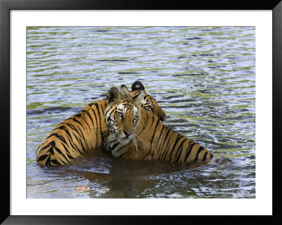 Family Of Indian Tigers, Bandhavgarh National Park, Madhya Pradesh State by Thorsten Milse Pricing Limited Edition Print image