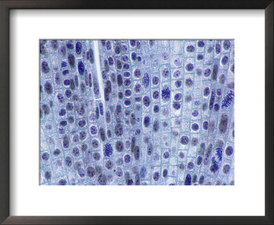 Mitosis In Onion Root Tip Cells by David M. Dennis Pricing Limited Edition Print image