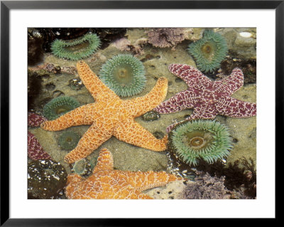 Giant Green Anemones And Ochre Sea Stars by Stuart Westmoreland Pricing Limited Edition Print image