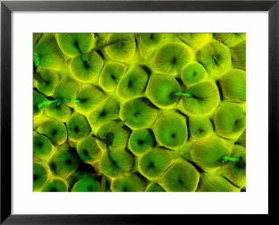 Natural Occurring Fluorescence In Corals At Night, Hol Chan Marine Preserve, Barrier Reef, Belize by Stuart Westmoreland Pricing Limited Edition Print image