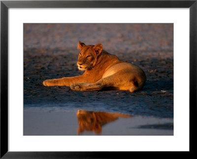 A Female African Lion Has Had Her Fill At A Water Hole by Beverly Joubert Pricing Limited Edition Print image