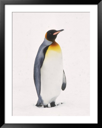 King Penguin, South Georgia Island by Lynn M. Stone Pricing Limited Edition Print image
