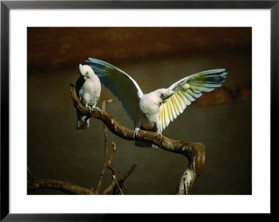 Little Corella (Cacatua Pastinator), Mootwingee National Park, New South Wales, Australia by Mitch Reardon Pricing Limited Edition Print image
