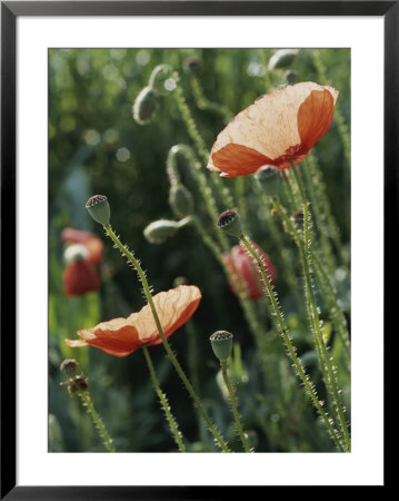 Poppies In A Field In Provence by Nicole Duplaix Pricing Limited Edition Print image