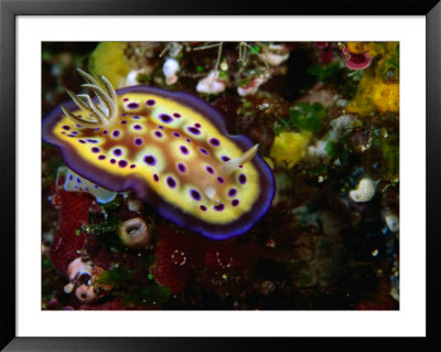 Nudibranchs (Phyllidia Pustulosa) At Dreadlocks, Savusavu, Fiji by Casey Mahaney Pricing Limited Edition Print image