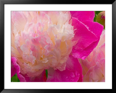 Peony With Raindrops, Olympic Peninsula, Washington, Usa by Darrell Gulin Pricing Limited Edition Print image