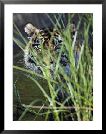 A Tiger Peers Out From Behind A Bunch Of Grass by Jason Edwards Pricing Limited Edition Print image