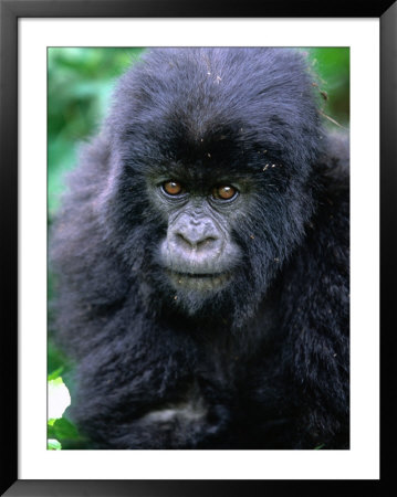Mountain Gorilla (Gorilla Gorilla Beringei), Volcans National Park, Ruhengeri, Rwanda by Doug Mckinlay Pricing Limited Edition Print image