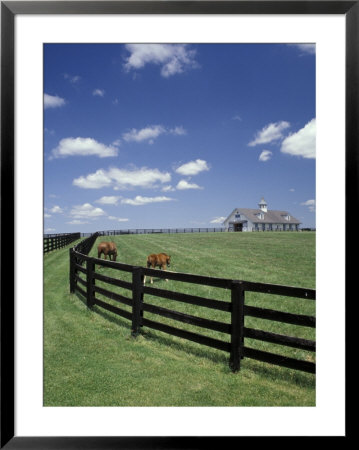 Thoroughbred In The Countryside, Kentucky, Usa by Michele Molinari Pricing Limited Edition Print image