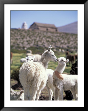 Mother And Baby Alpaca With Catholic Church In The Distance, Village Of Mauque, Chile by Lin Alder Pricing Limited Edition Print image